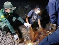 Miris, Induk Orangutan Bertahan di Tengah Kepungan Api dan Asap Karhutla Sampit Sambil Gendong Anaknya