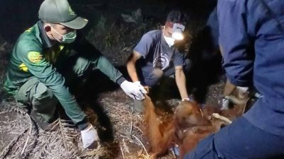 Miris, Induk Orangutan Bertahan di Tengah Kepungan Api dan Asap Karhutla Sampit Sambil Gendong Anaknya