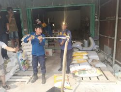 King Cobra 3 Meter Mengintai di Bawah Tumpukan Pupuk, Warga Jaya Karet Minta Damkar Turun