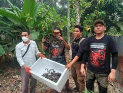 Miris! Dua Trenggiling Mati di Tengah Jejak Karhutla Terantang Hilir