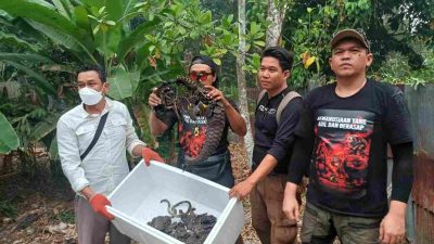 Miris! Dua Trenggiling Mati di Tengah Jejak Karhutla Terantang Hilir