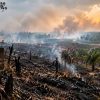 Ribuan Hektare Tanah Adat dan Ratusan Hektare Sawit Terbakar di Tanah Putih, Pemerintah Dituntut Buka Data