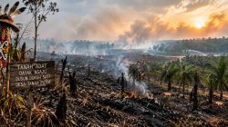 Ribuan Hektare Tanah Adat dan Ratusan Hektare Sawit Terbakar di Tanah Putih, Pemerintah Dituntut Buka Data