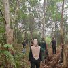 Habitat Makin Terdesak, Sarang Orangutan Ditemukan di Lahan yang Terbakar di Kotim