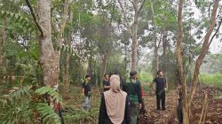 Habitat Makin Terdesak, Sarang Orangutan Ditemukan di Lahan yang Terbakar di Kotim