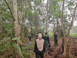 Habitat Makin Terdesak, Sarang Orangutan Ditemukan di Lahan yang Terbakar di Kotim