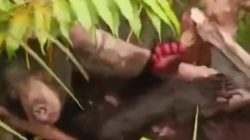 Kasihan! Beruang di Sampit Kakinya Luka Parah, Diduga Jadi Korban Jerat Sisit
