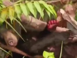 Kasihan! Beruang di Sampit Kakinya Luka Parah, Diduga Jadi Korban Jerat Sisit