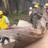 Usai Dentuman Keras Menggemparkan Kotim, Benda Mirip Bangkai Pesawat Ditemukan di Kebun Sawit